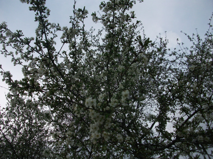 poze 2710 - gradina cu flori