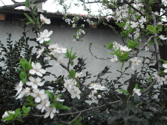 poze 2722 - gradina cu flori