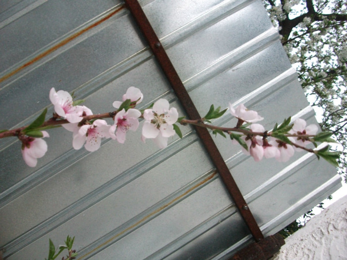 poze 2724 - gradina cu flori