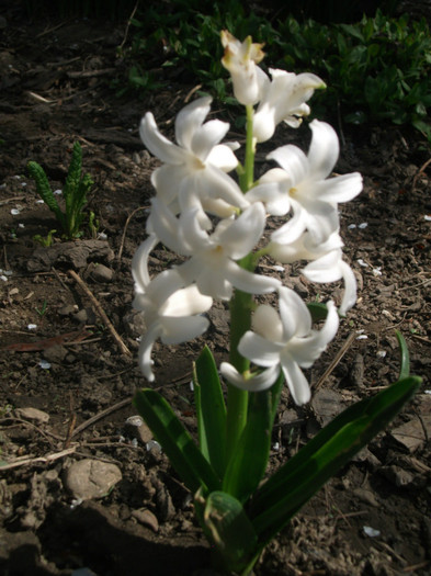 poze 2673 - gradina cu flori
