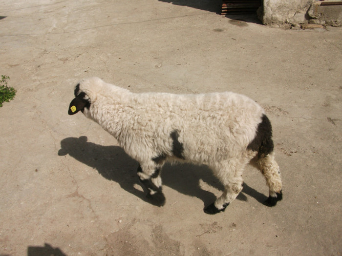 poze 2647 - mieluta