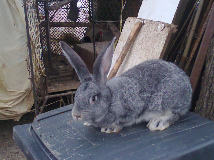 Fotografie0955; sunt rusinoasa
