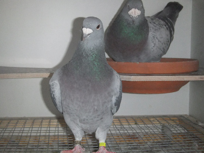 DSCF8908