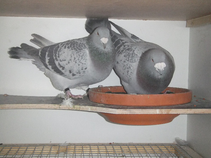 DSCF8939