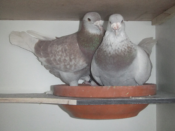 DSCF8941