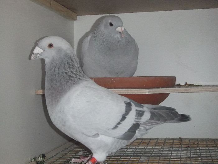 DSCF8943