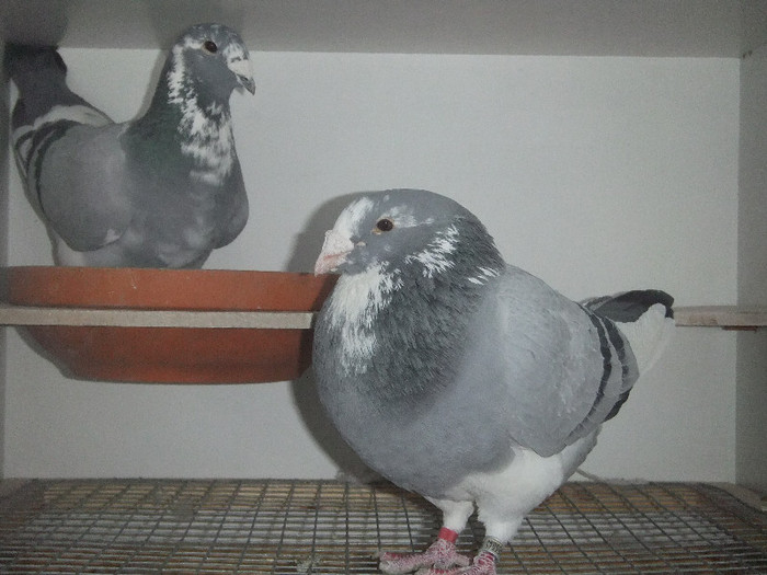 DSCF8952
