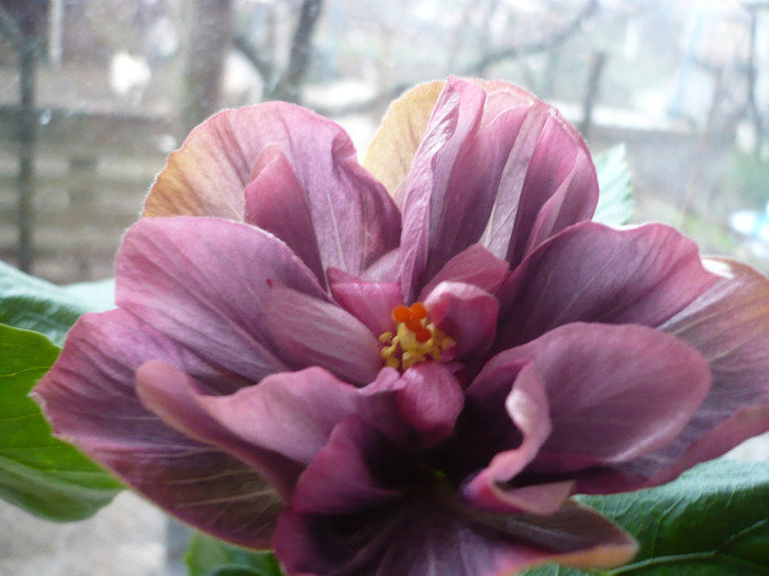 06.04.2012 - HIBISCUSI 2012-1