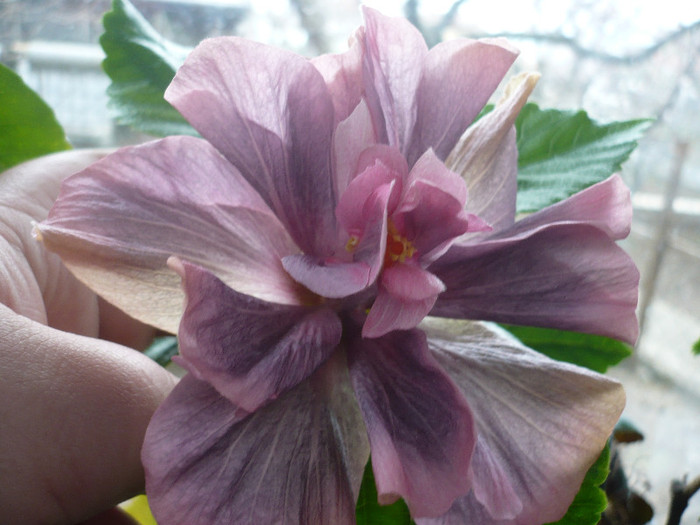 P1120369 - HIBISCUSI 2012-1