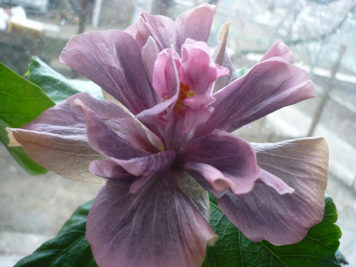P1120371 - HIBISCUSI 2012-1