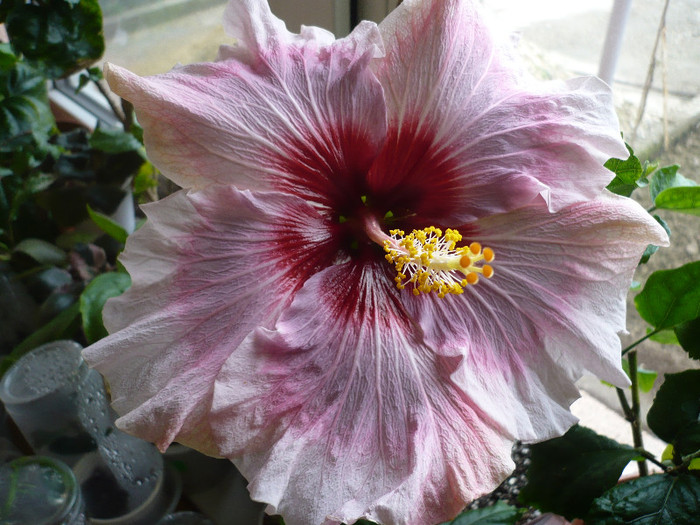 P1120391 - HIBISCUSI 2012-1