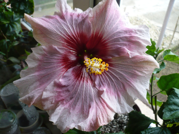 P1120392 - HIBISCUSI 2012-1