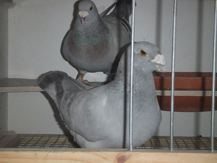 DSCF9035