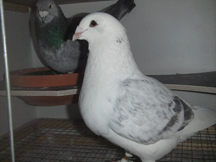 DSCF9045