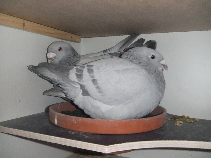 DSCF9064