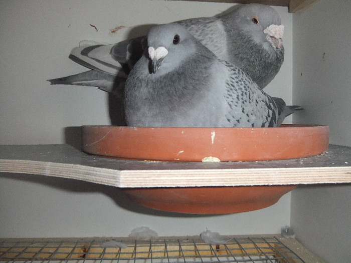 DSCF9083