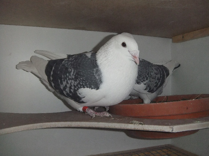 DSCF9107