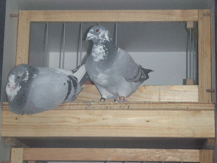 DSCF9190