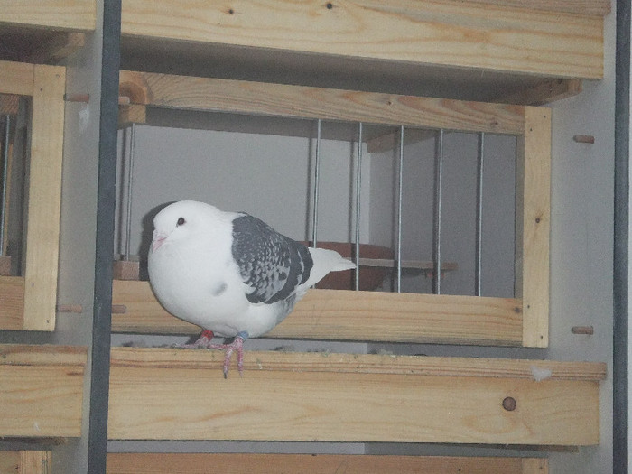DSCF9207