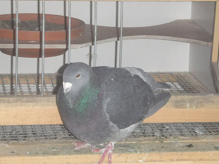 DSCF9232