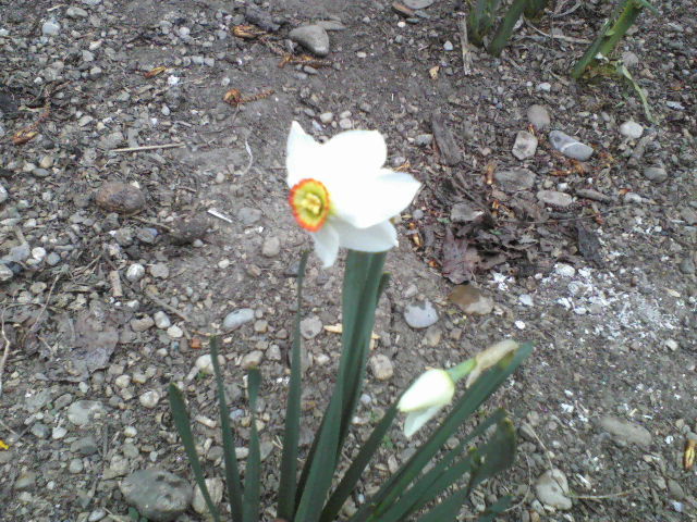 P06-04-12_10.56 - Florile mele