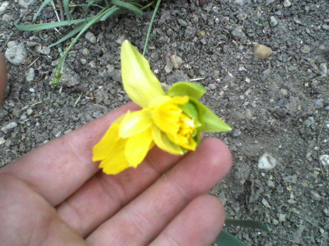 P06-04-12_10.56[2] - Florile mele