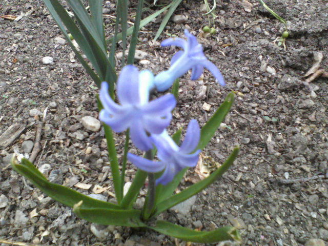 P06-04-12_10.56[3] - Florile mele
