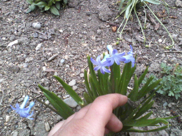 P06-04-12_10.56[4] - Florile mele