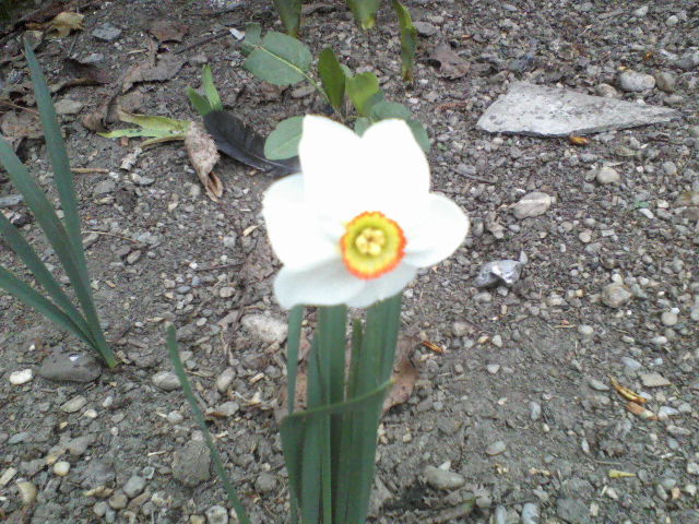 P06-04-12_10.56[5] - Florile mele