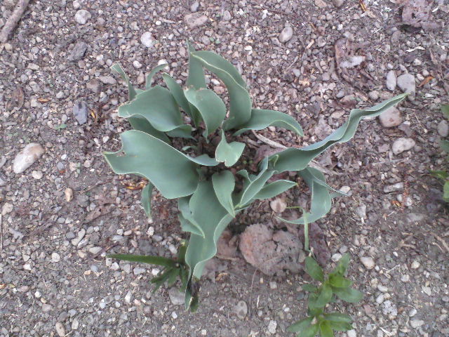 P06-04-12_10.57 - Florile mele