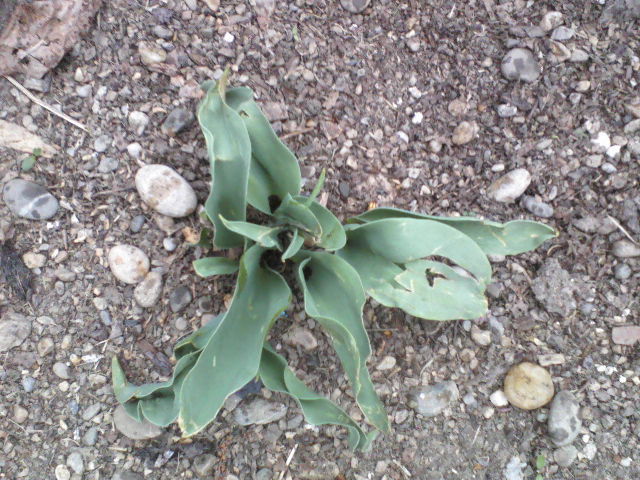 P06-04-12_10.57[1] - Florile mele