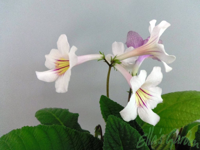 06 apr. 2012 - 2012 Gesneriaceae