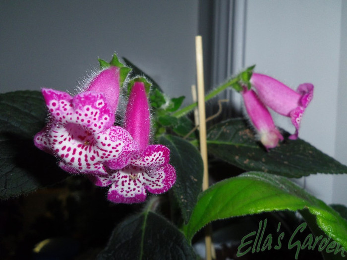 06 apr. 2012 - 2012 Gesneriaceae