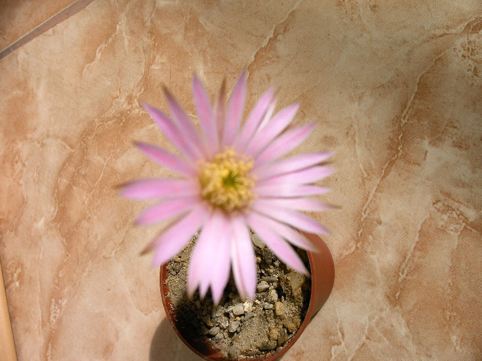 IMAG0001 - Flori cactusi
