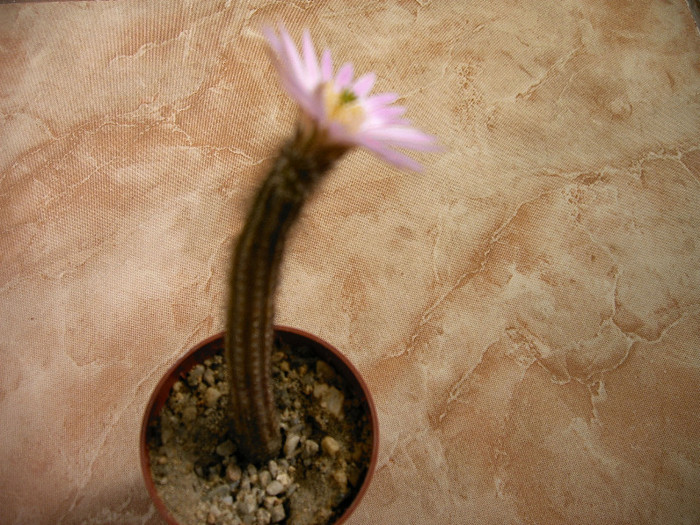 Wilcoxia - Flori cactusi