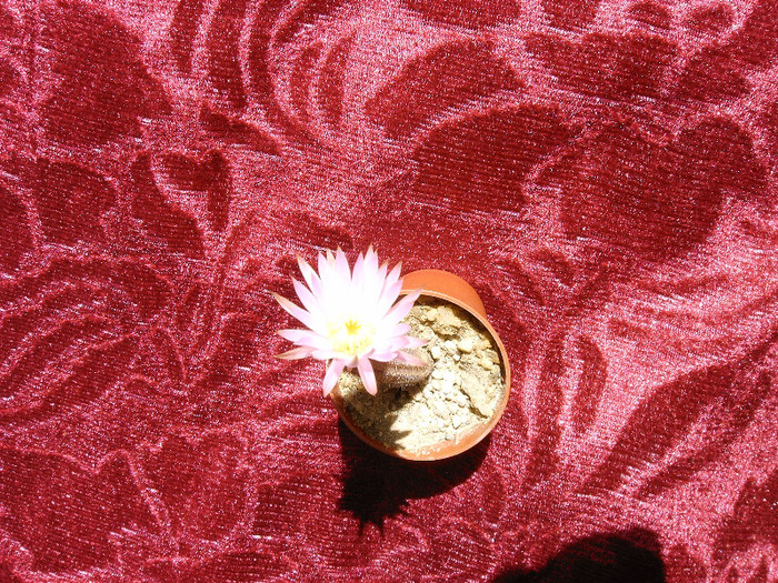 IMAG0004 - Flori cactusi