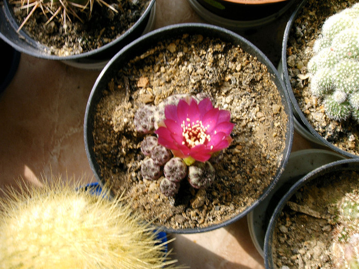IMAG0028 - Flori cactusi