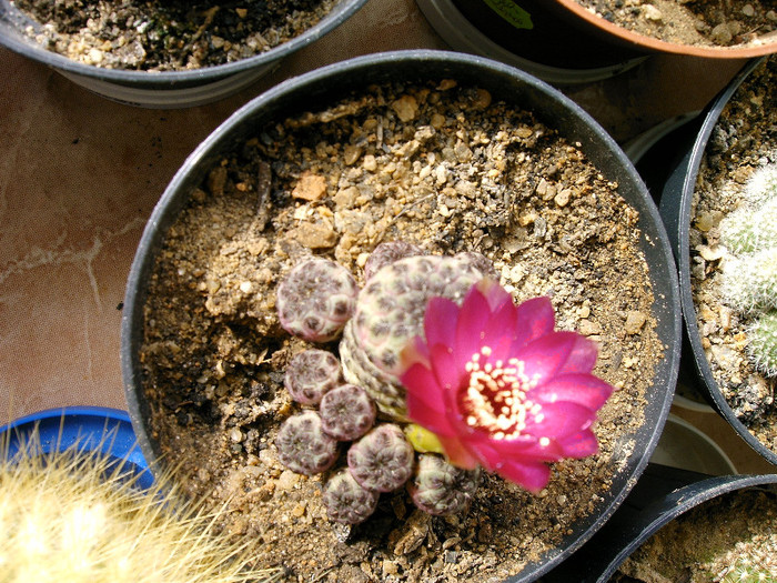 IMAG0029 - Flori cactusi