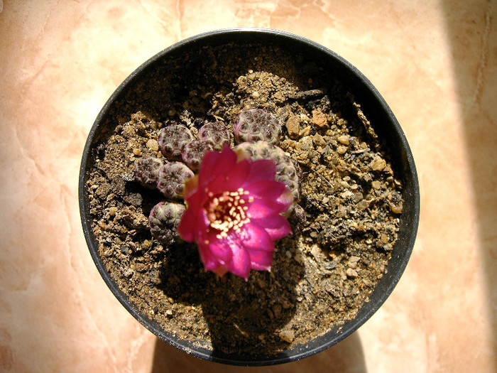 IMAG0033 - Flori cactusi