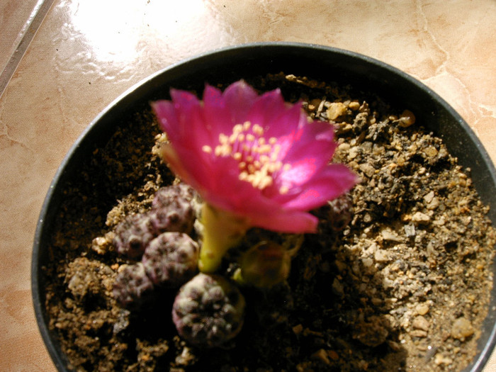 IMAG0037 - Flori cactusi