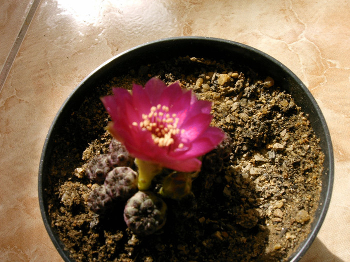 IMAG0038 - Flori cactusi