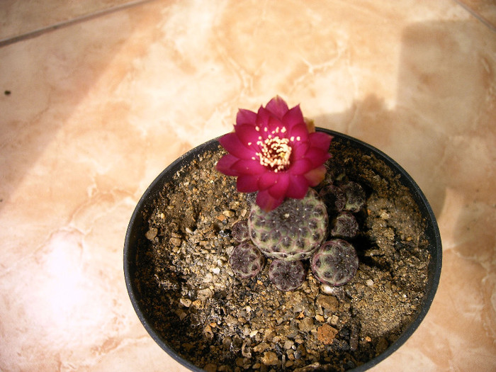 IMAG0041 - Flori cactusi