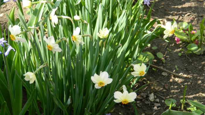 DSCN1817 - APRILIE 2012