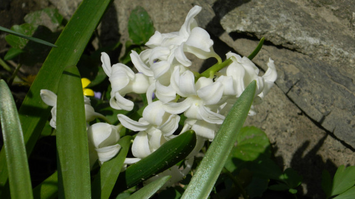 DSCN1819 - APRILIE 2012