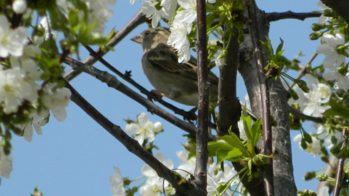 DSCN1837 - APRILIE 2012