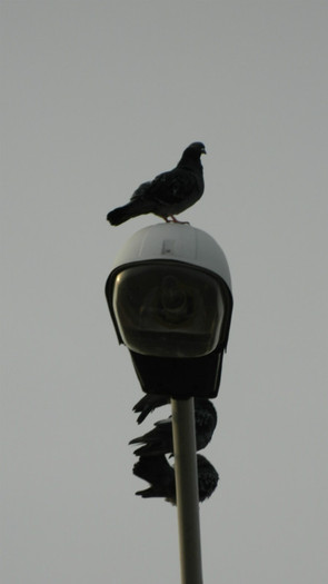 DSCN1856 - APRILIE 2012