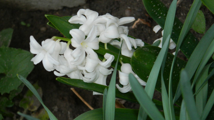 DSCN1864 - APRILIE 2012