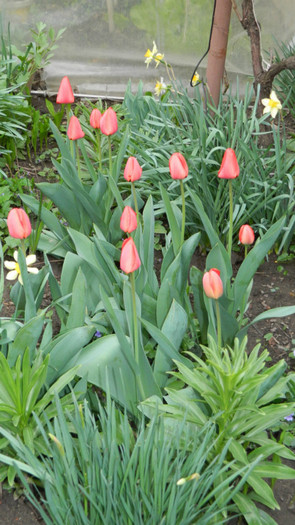 DSCN1865 - APRILIE 2012