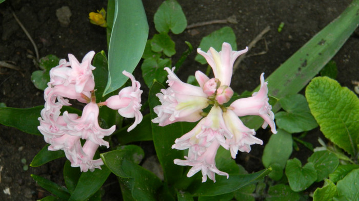 DSCN1866 - APRILIE 2012