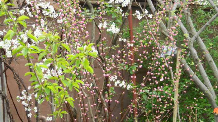 DSCN1879 - APRILIE 2012